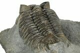 Excellent Coltraneia Trilobite Fossil - Huge Faceted Eyes #328575-4